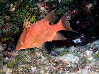 Hogfish Wrasse, three spines of dorsal fin are long and stand up.